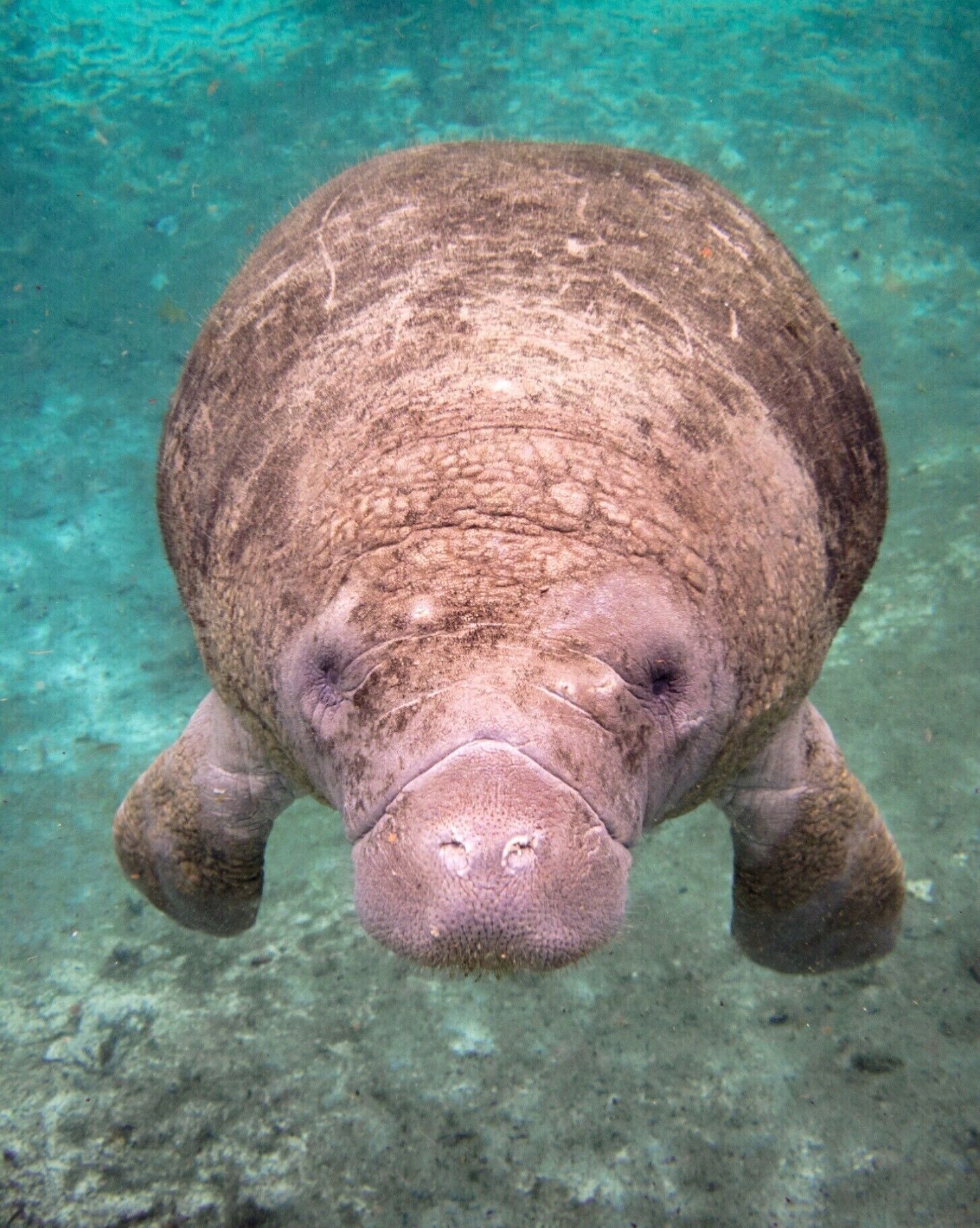 Snorkeling with the Manatees in Three Sisters Springs in Crystal River, Florida.

Snorkeling along with these gentle giants should be on everyone’s bucket list.  You can do a tour or if you are comfortable operating a boat you can rent your own boat and go check out the manatees.  However you will need someone to stay on the boat if you rent your own.

#manatees