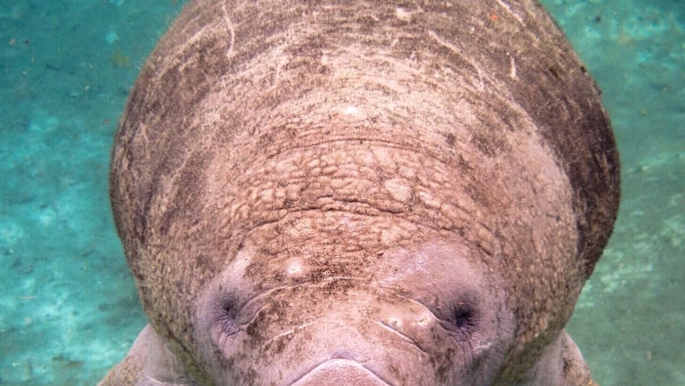 A manatee swimming underwater.