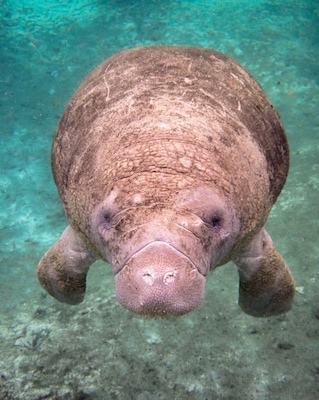 Uma manati nadando debaixo d'água.
