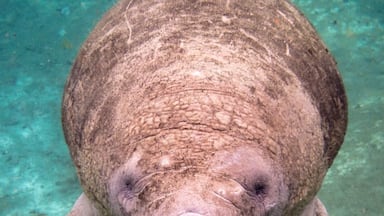 Uma manati nadando debaixo d'água.