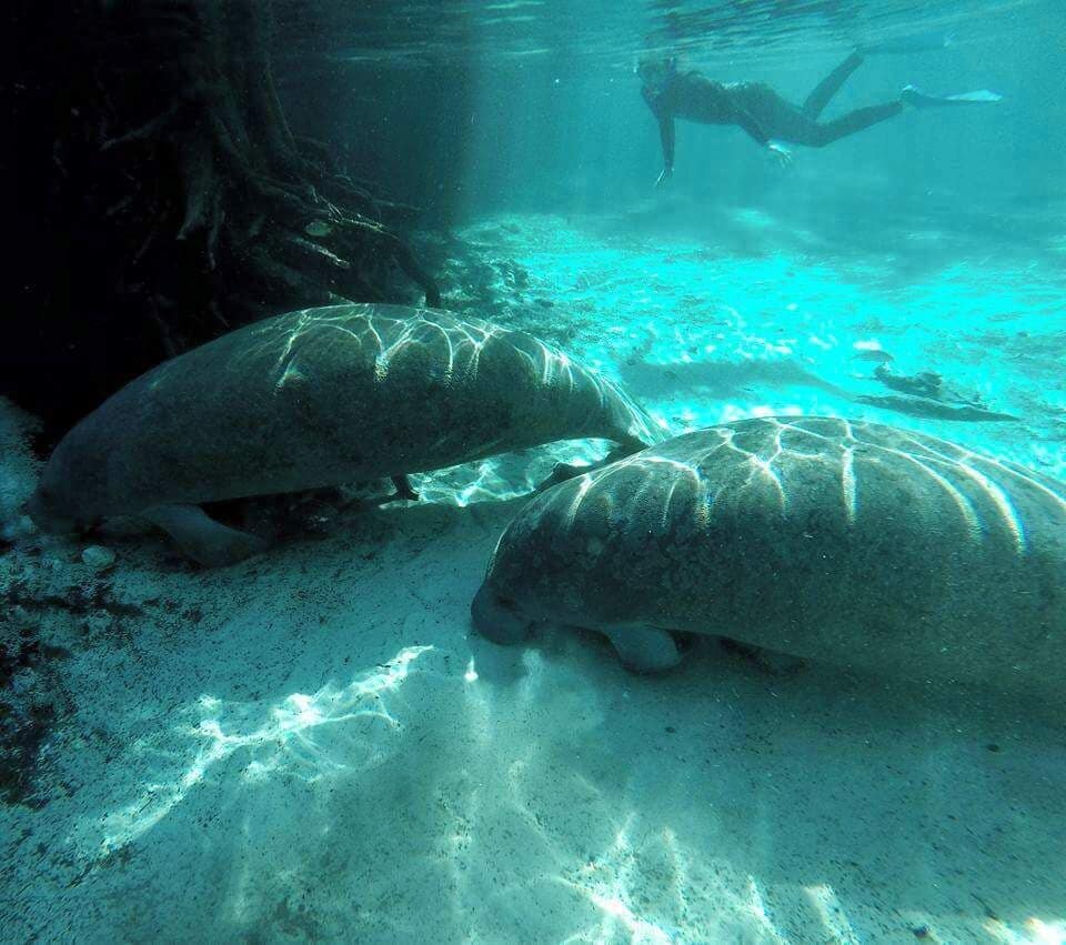 Snorkeling with the resting manatees in Three Sisters Springs! #blue