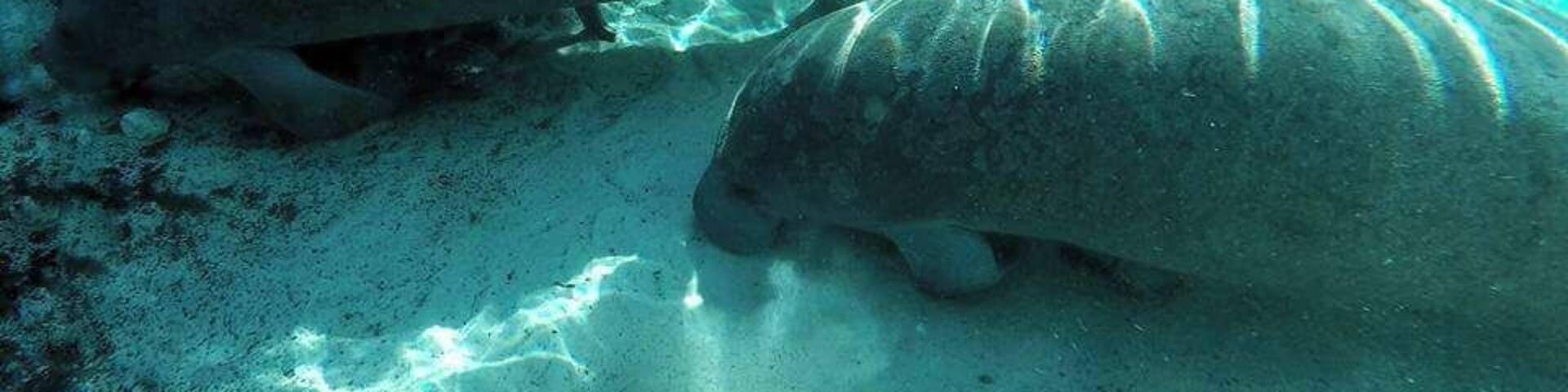 Two manatees on a sandy seabed with a diver in the background.