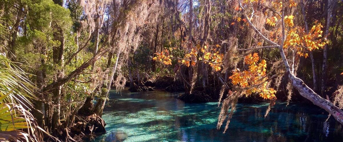 Visiting the manatees at Three Sisters Springs. The water is stunning and you can even snorkel with them. The manatees come to the springs in the winter since the water temperature stays at 74 degrees.