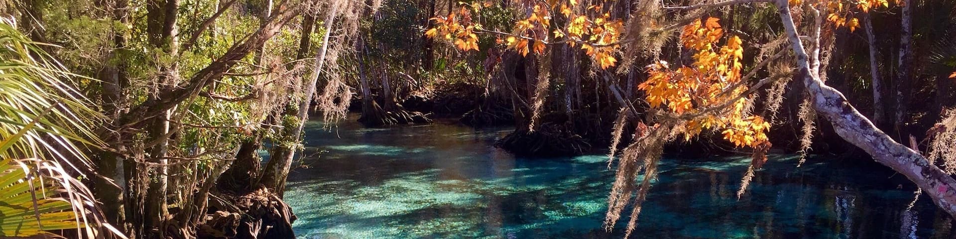 Visiting the manatees at Three Sisters Springs. The water is stunning and you can even snorkel with them. The manatees come to the springs in the winter since the water temperature stays at 74 degrees.