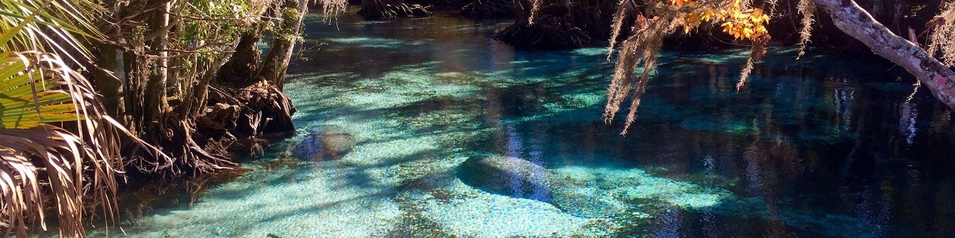 Visiting the manatees at Three Sisters Springs. The water is stunning and you can even snorkel with them. The manatees come to the springs in the winter since the water temperature stays at 74 degrees.