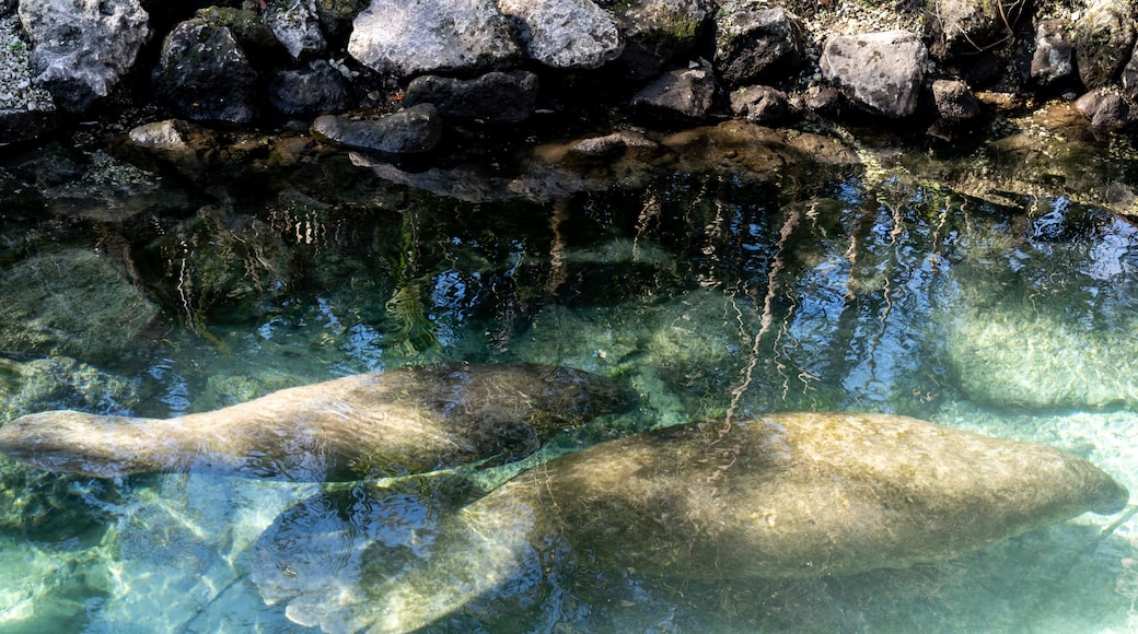 Crystal River