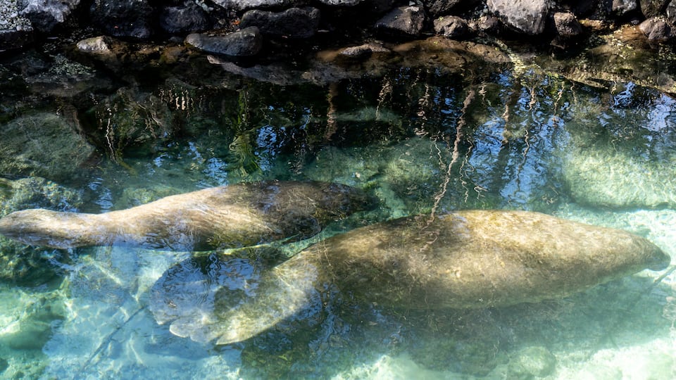 Two Florida Manatees (Trichechus manatus latirostris) swimming in the water at Crystal River National Wildlife Refuge in Florida, USA, a winter gathering site for manatees.