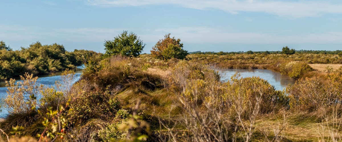 A river winding through a marshy landscape with dense vegetation and trees.