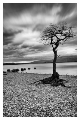 this is the lonely tree at Loch Lomond