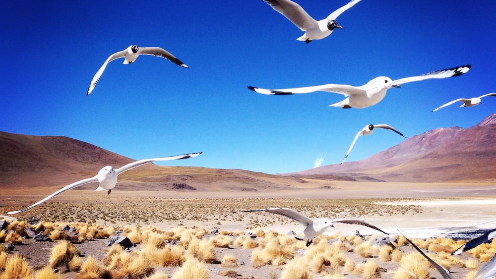 A flock of birds flew over my head whilst I was capturing the beautiful landscape of the Atacama Desert, Chile. #wildlife