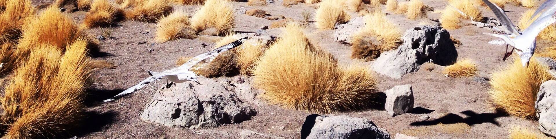 A flock of birds flew over my head whilst I was capturing the beautiful landscape of the Atacama Desert, Chile. #wildlife