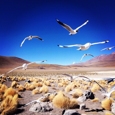 A flock of birds flew over my head whilst I was capturing the beautiful landscape of the Atacama Desert, Chile. #wildlife