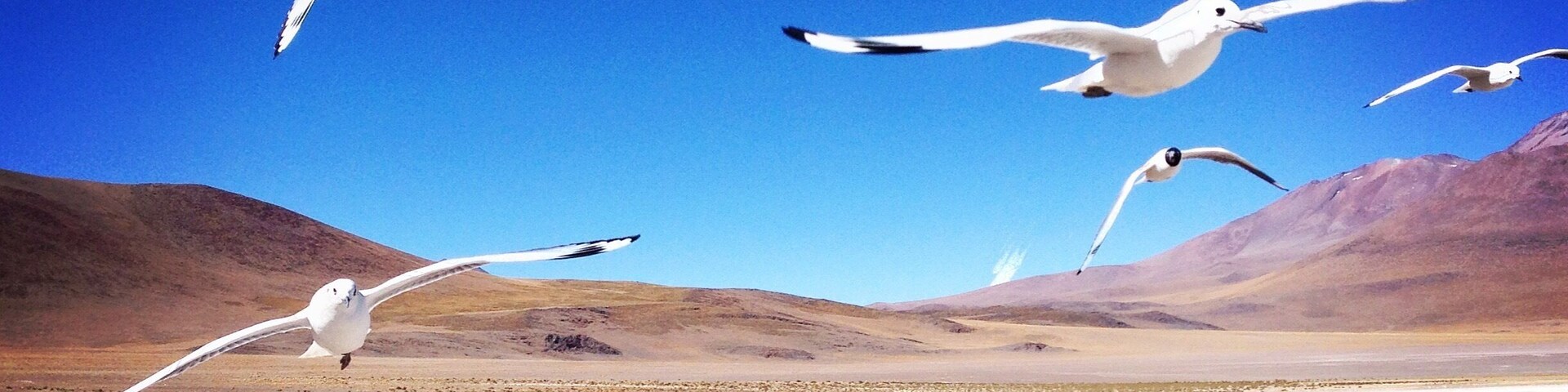 A flock of birds flew over my head whilst I was capturing the beautiful landscape of the Atacama Desert, Chile. #wildlife