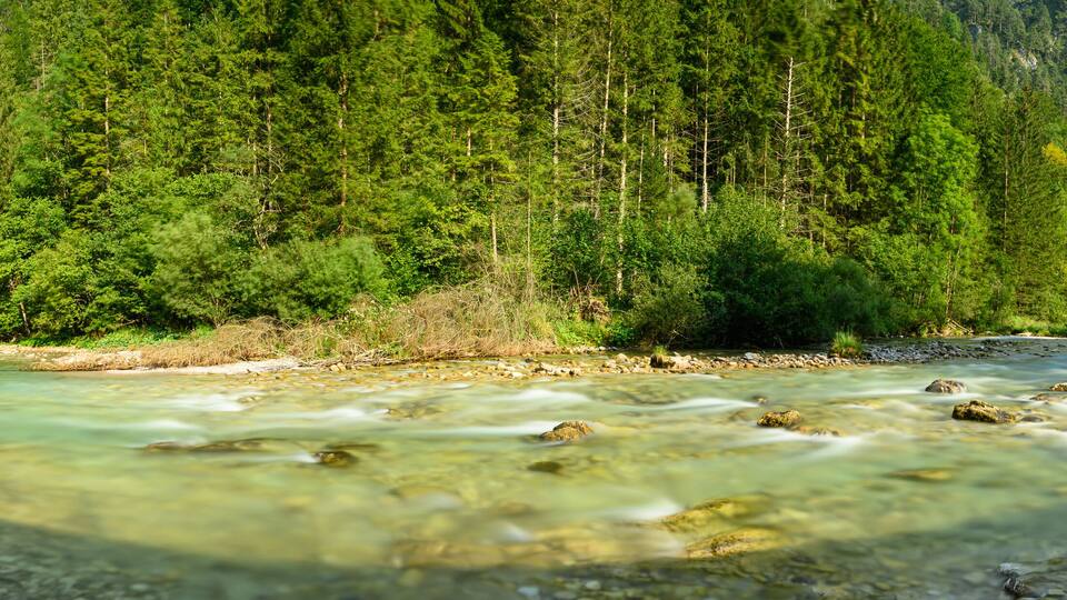 A clear river flowing through a dense forest with rocky banks.