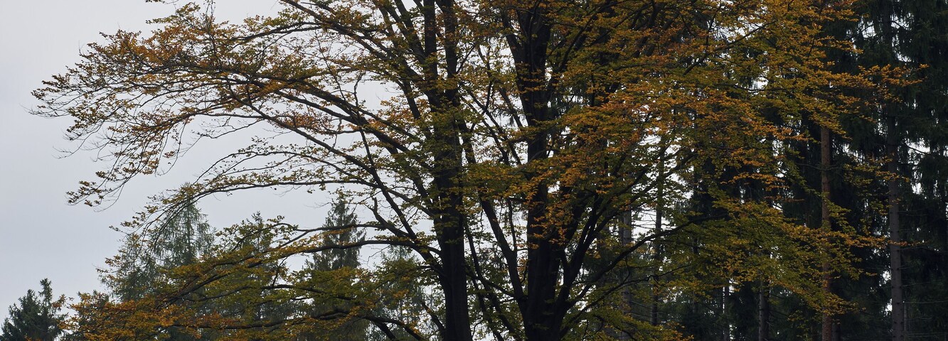 Baum südwestlich von Bad Alexandersbad im LSG Fichtelgebirge (WDPA 395957)