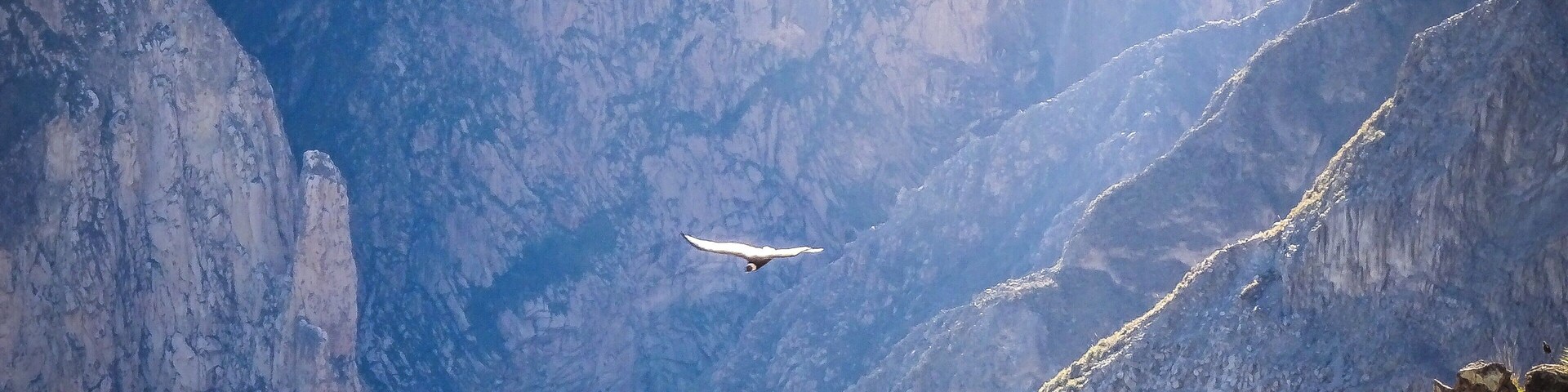 Canyon de Colca Condor