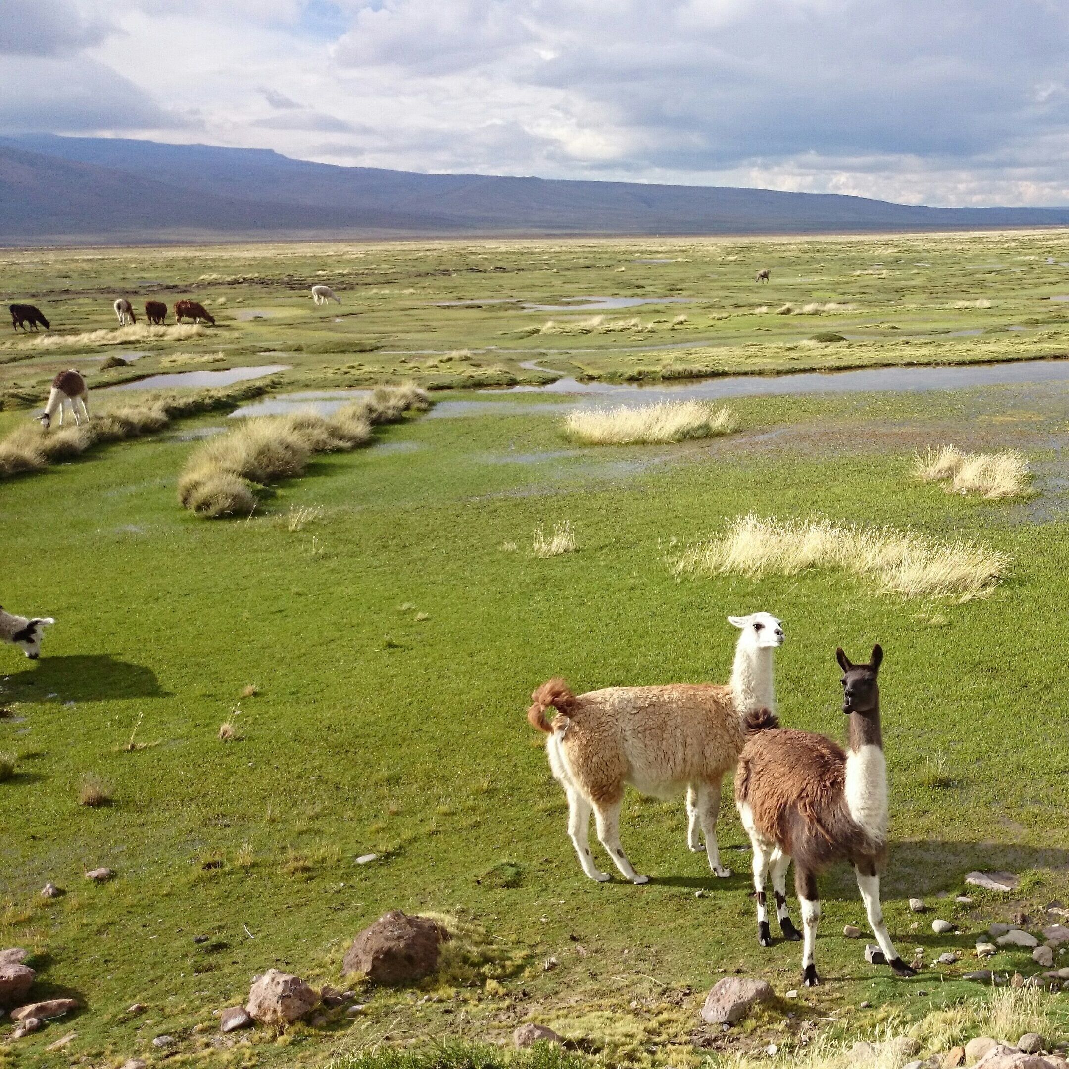 You can see loads of cute lamas and alpacas in the guided tours of Cañón del Colca, Arequipa,  Peru