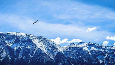 Colca Canyon Condors