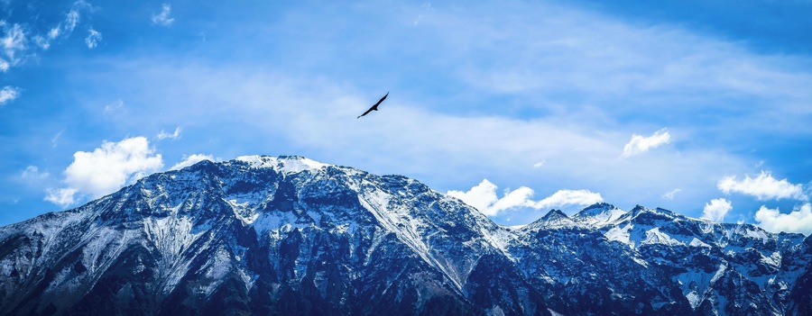 Colca Canyon Condors