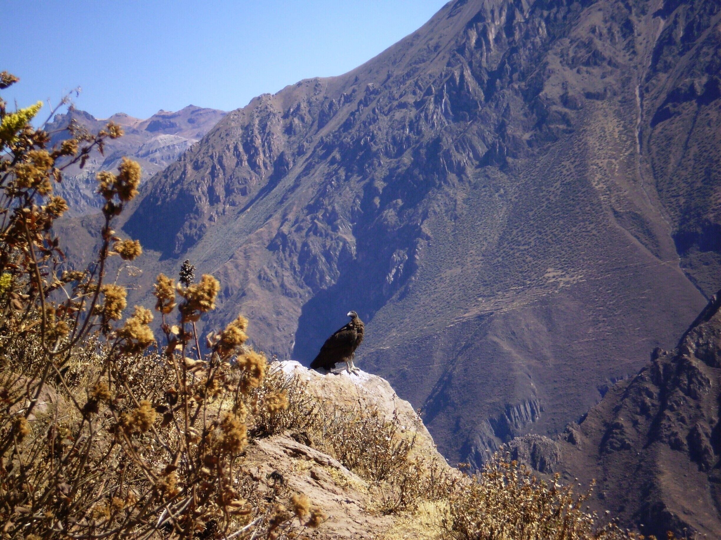 It was awesome watching condors flying over the canyon, and then one so close to us!