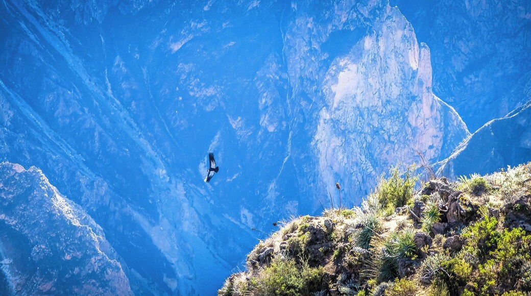 Colca Canyon Condors