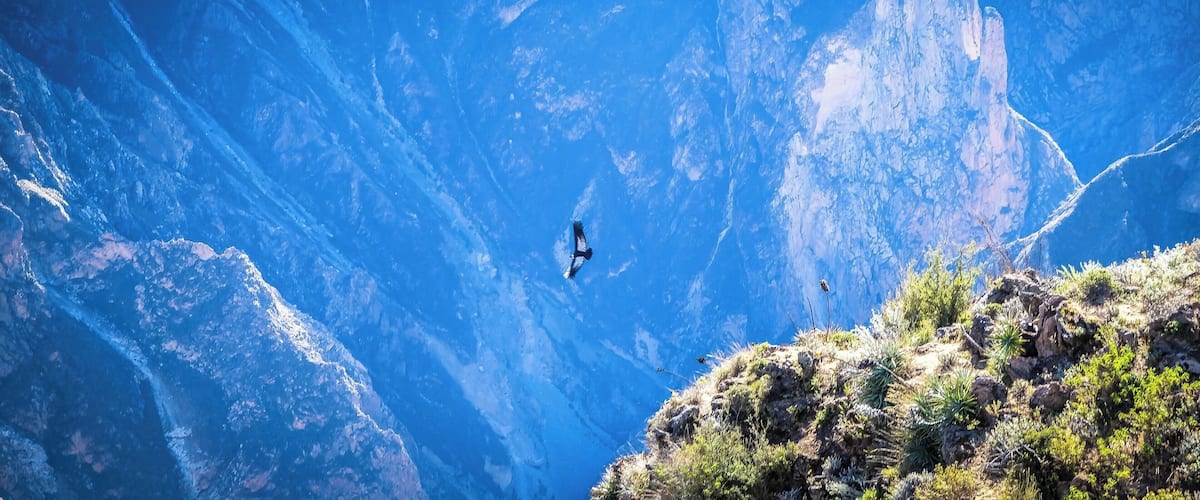 Colca Canyon Condors