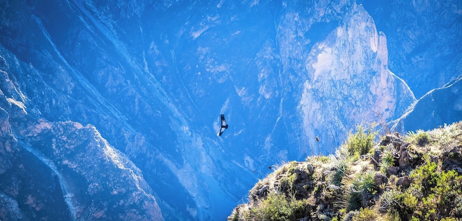 Colca Canyon Condors