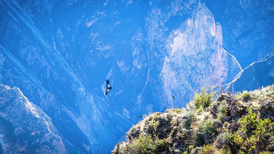 Colca Canyon Condors