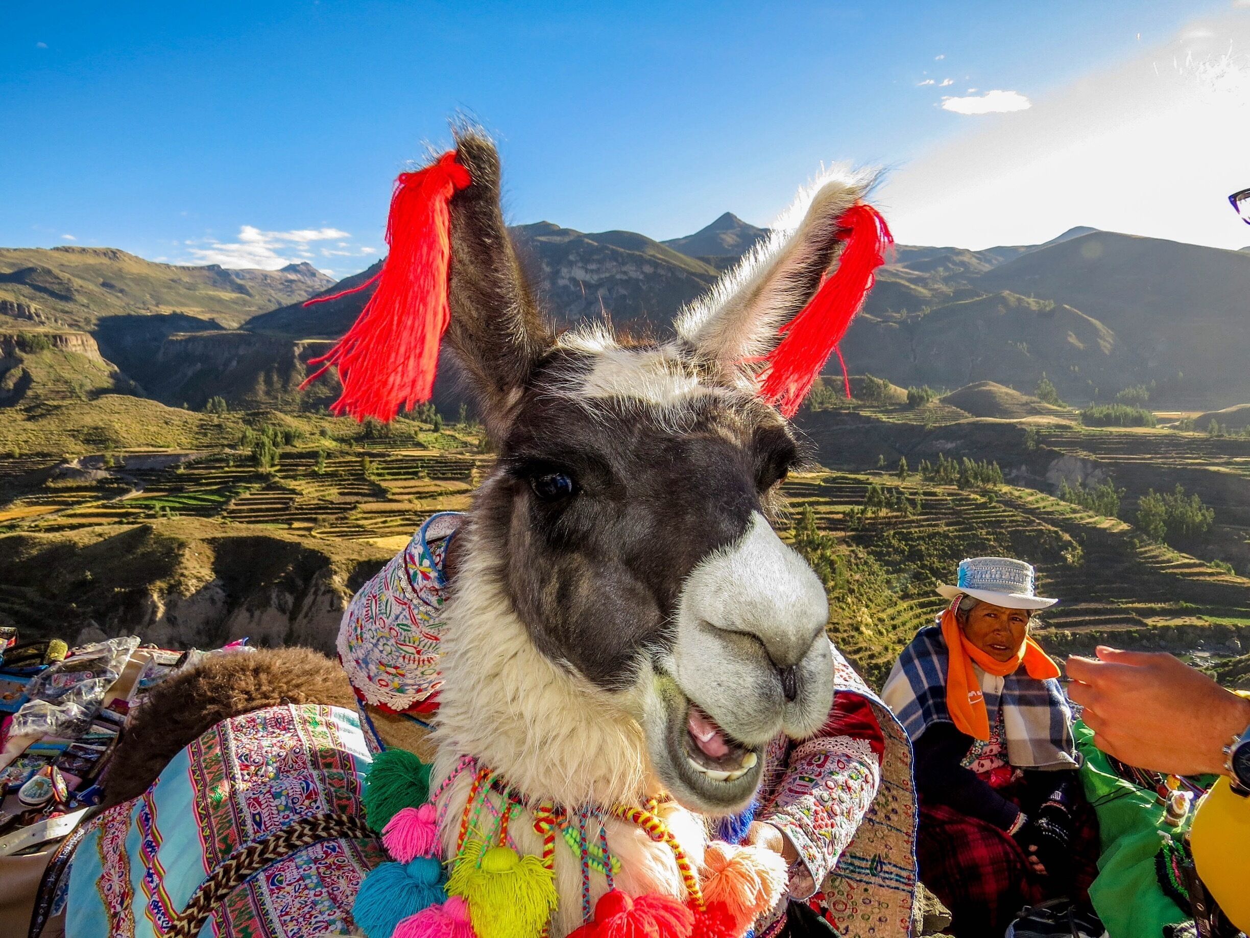 A llama with colorful decorations in a mountainous landscape.