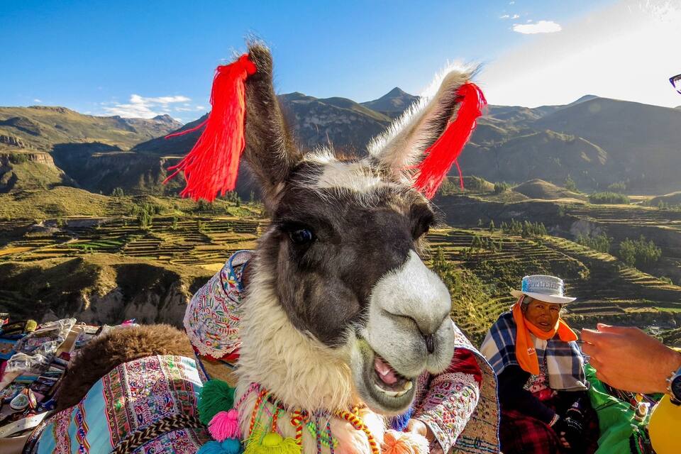 A llama with colorful decorations in a mountainous landscape.