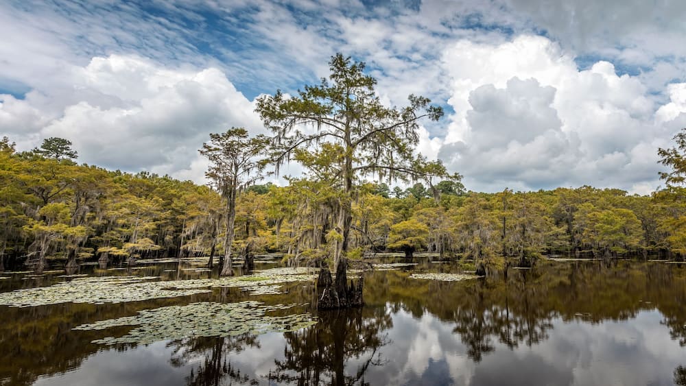 The magical landscape of the Caddo Lake, Texas