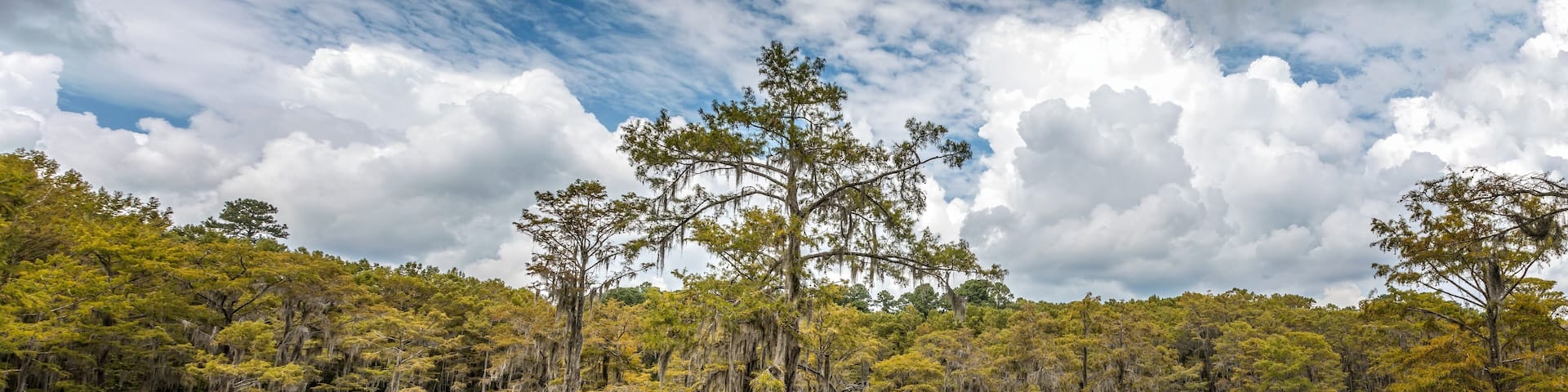 The magical landscape of the Caddo Lake, Texas