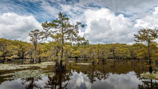 The magical landscape of the Caddo Lake, Texas
