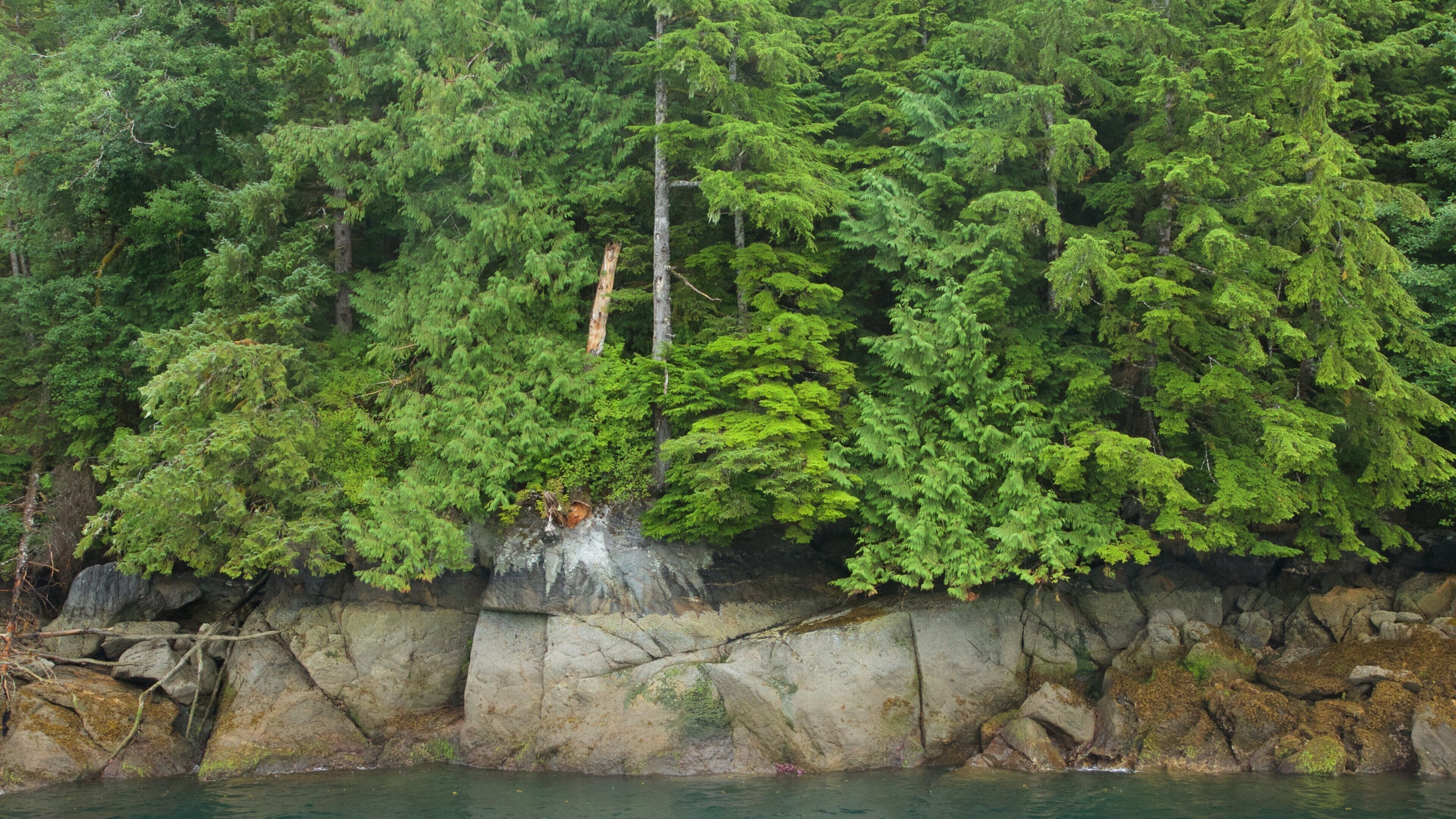 Hyder trong đó bao gồm rừng rậm