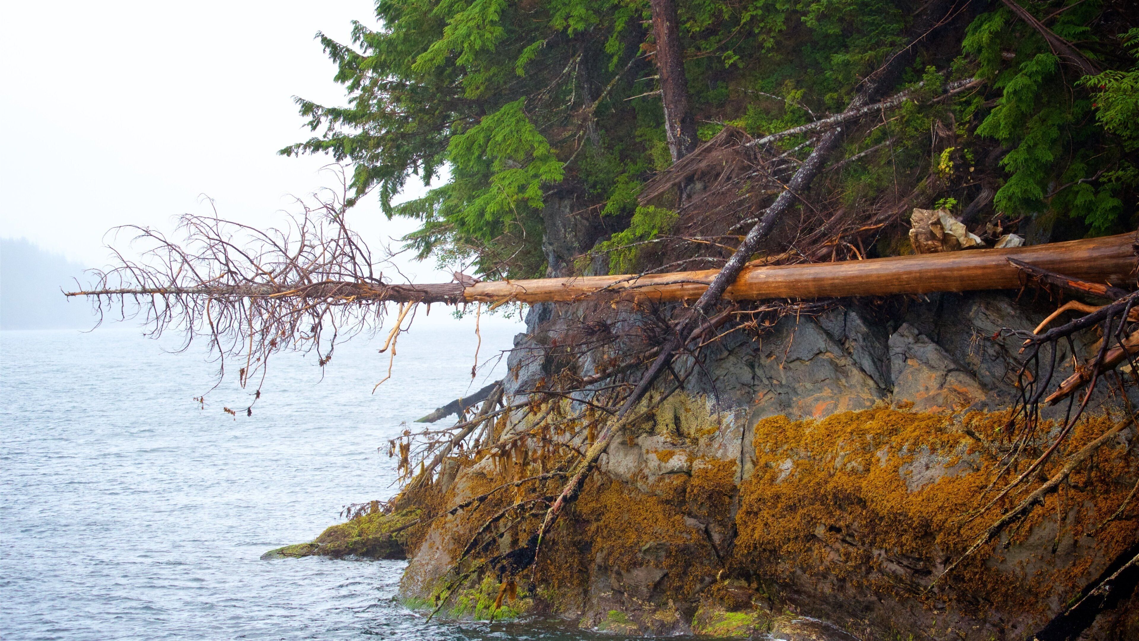 Misty Fjords 國家紀念碑 其中包括 薄霧或有霧氣 和 河流或小溪