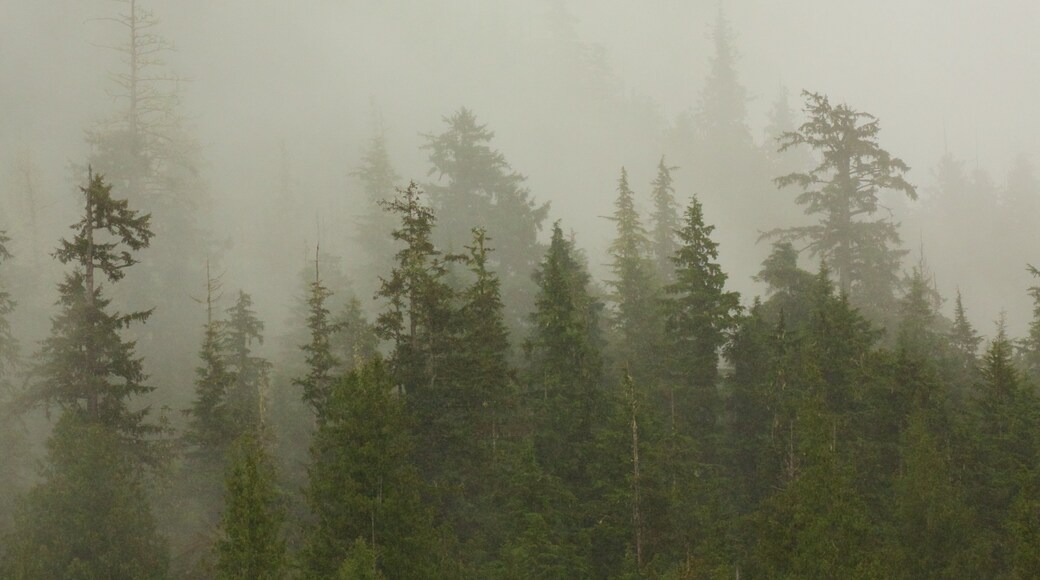 ハイダル 表示 森林 と 霞あるいは霧