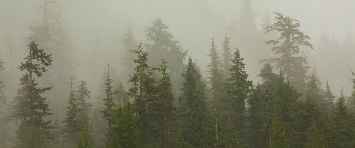 Hyder mostrando bosques y niebla