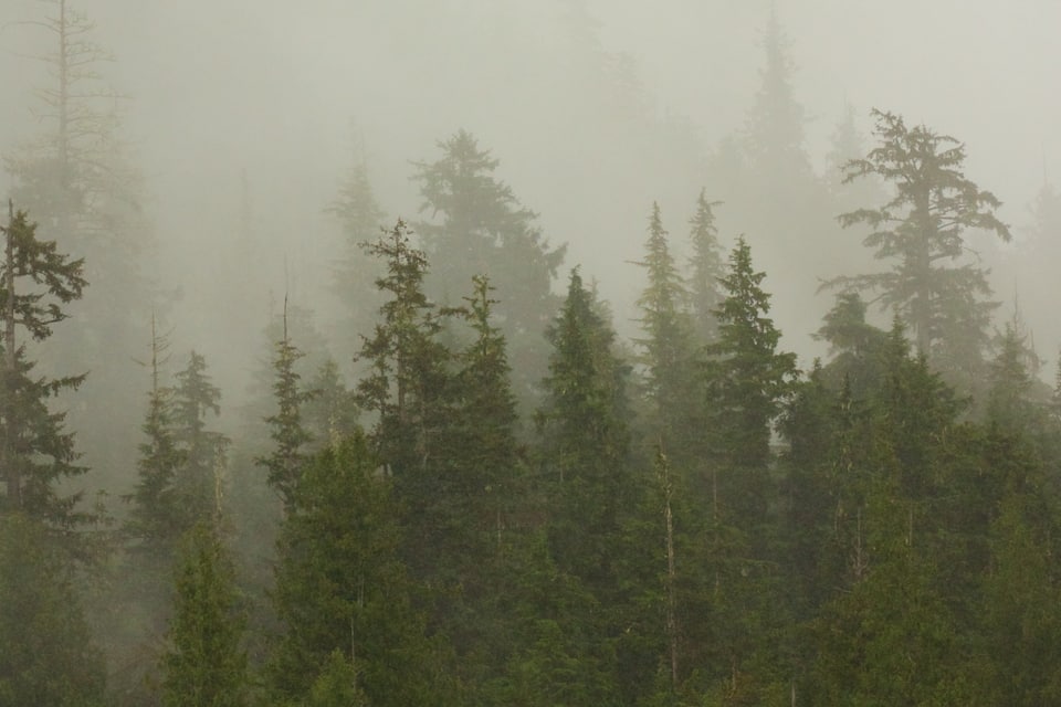 A dense forest with tall evergreen trees partially obscured by fog.