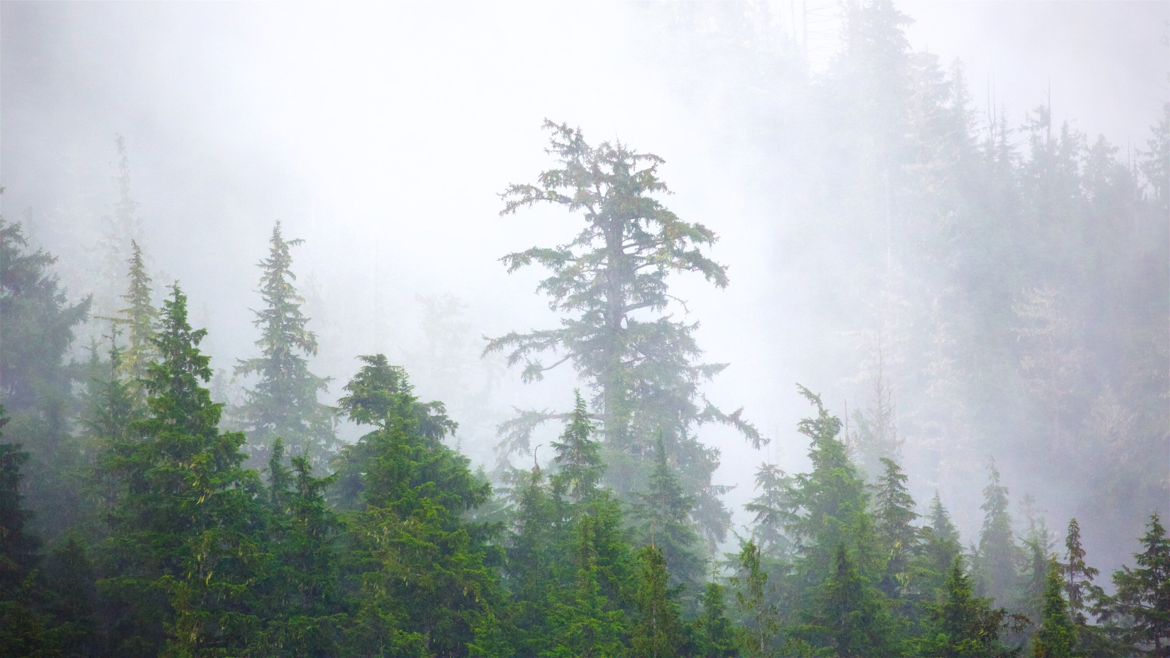 Misty Fjords 國家紀念碑 呈现出 森林風景 和 薄霧或有霧氣