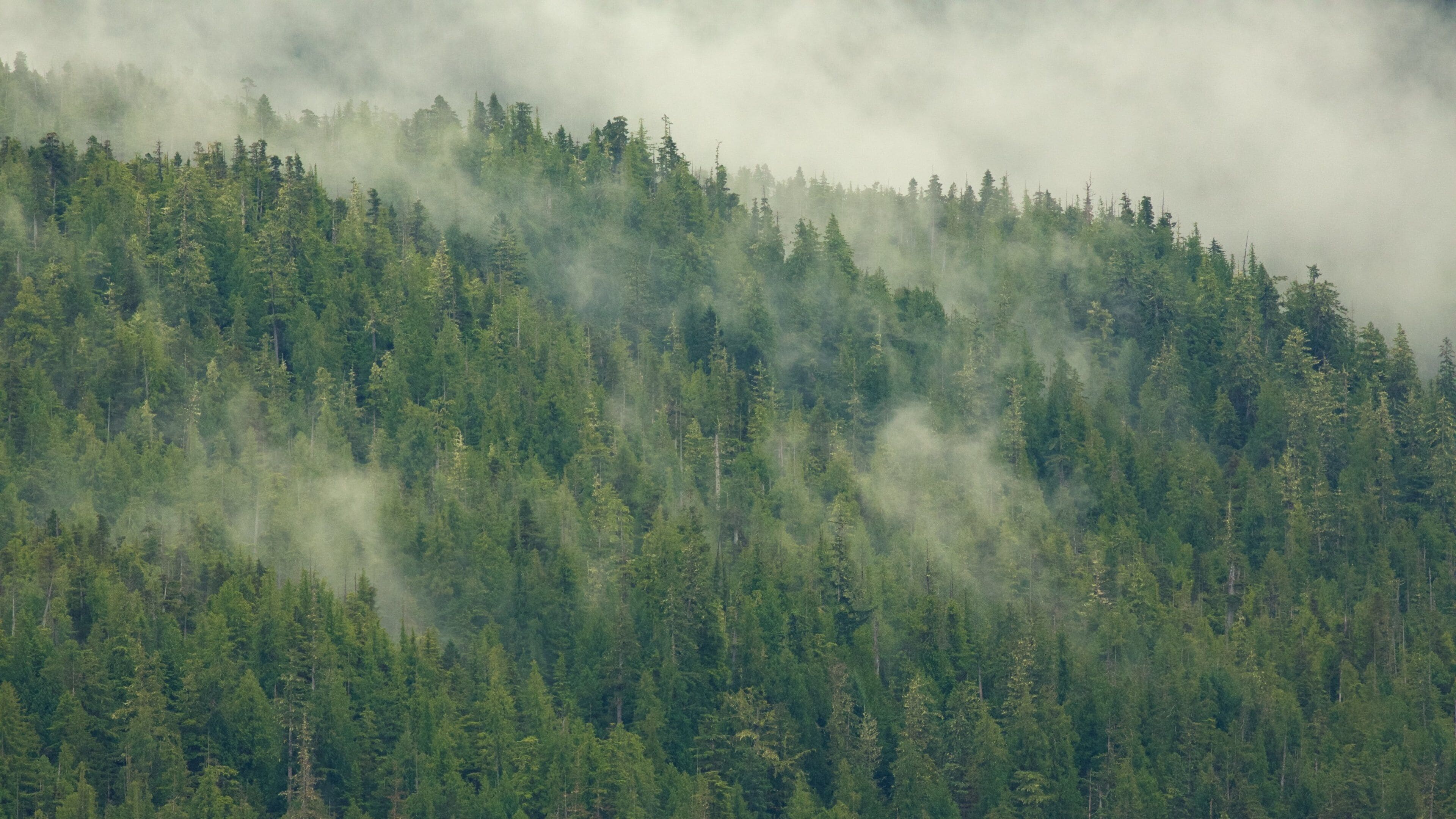 Hyder fasiliteter samt tåke og skog