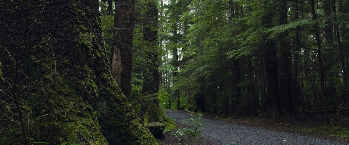 Mossy path going through dark, lush, rainy forest in the day. Sitka National Historical Park. Sitka, Alaska, USA.