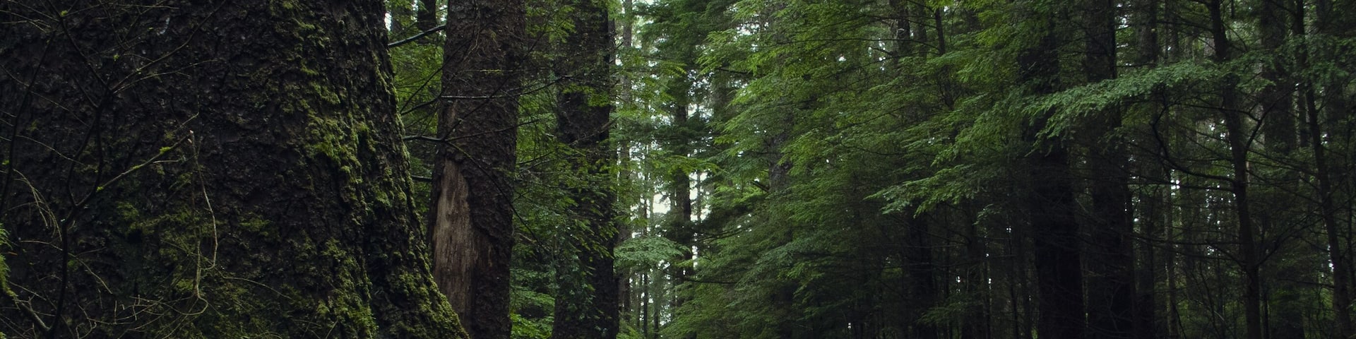 Mossy path going through dark, lush, rainy forest in the day. Sitka National Historical Park. Sitka, Alaska, USA.