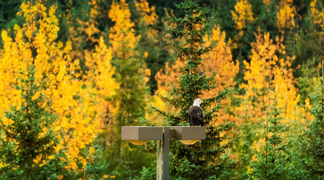 奇尔卡特秃鹰保护区