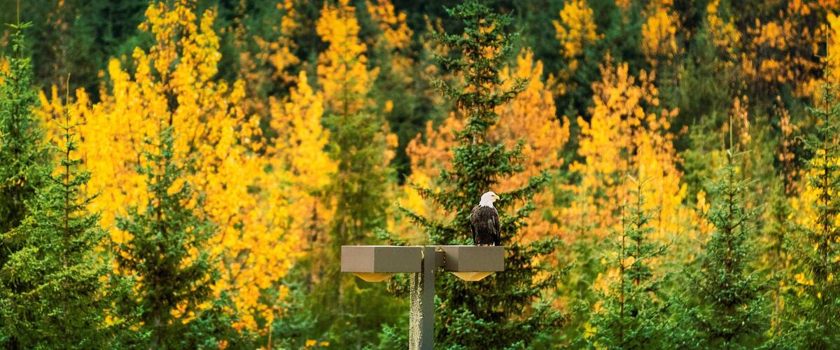 A bird feeder with a bird perched on it, surrounded by trees with yellow leaves.