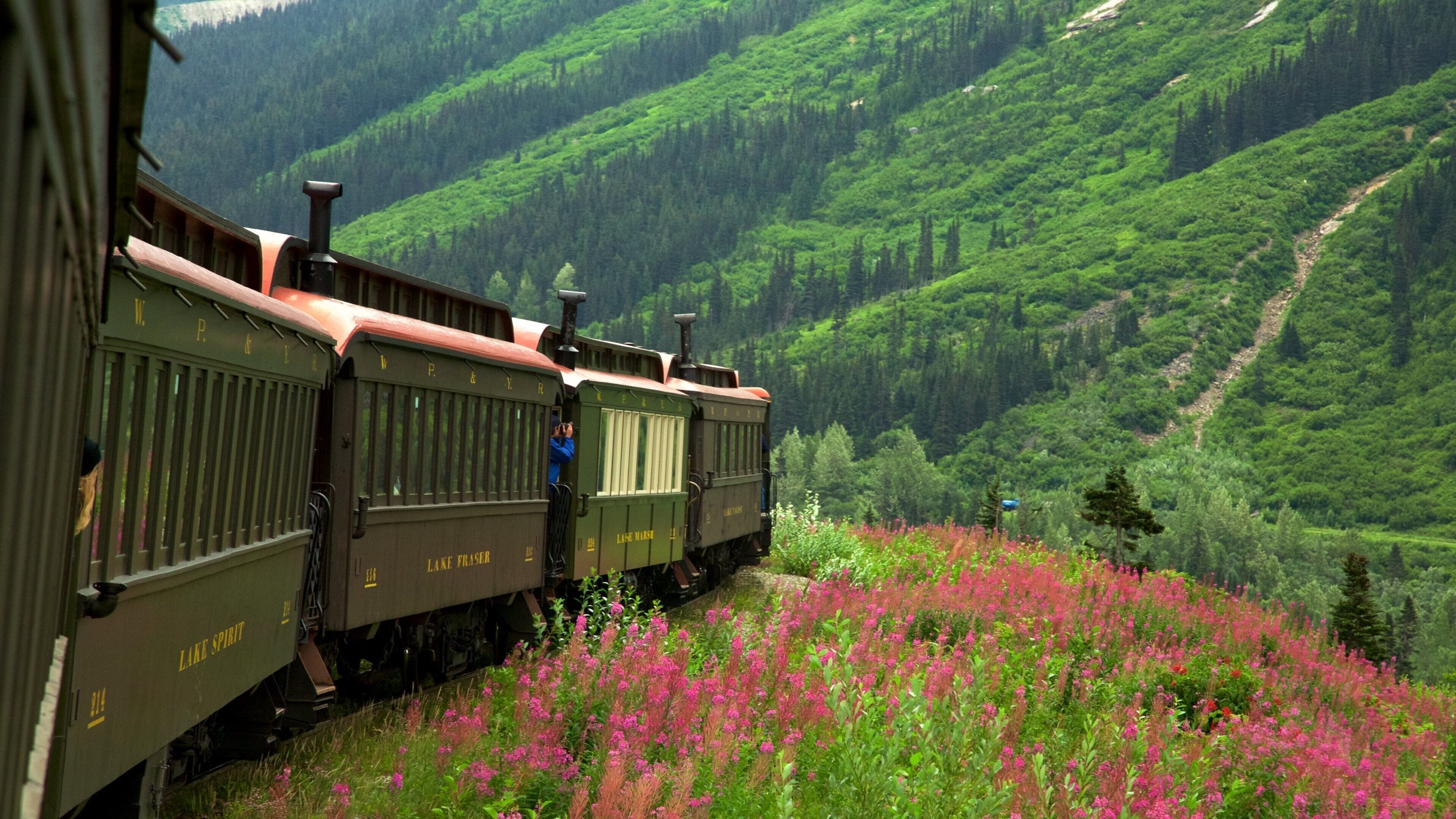 White Pass which includes wildflowers, mountains and forest scenes
