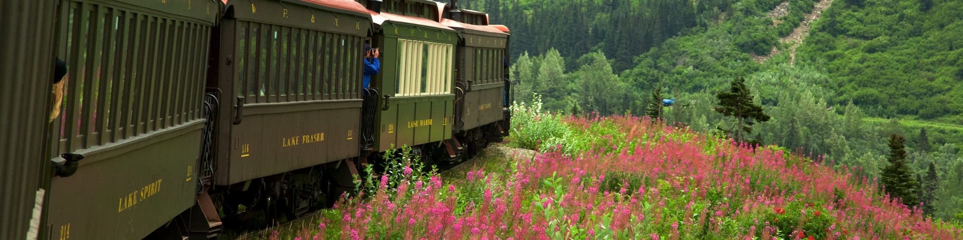 White Pass which includes wildflowers, mountains and forest scenes