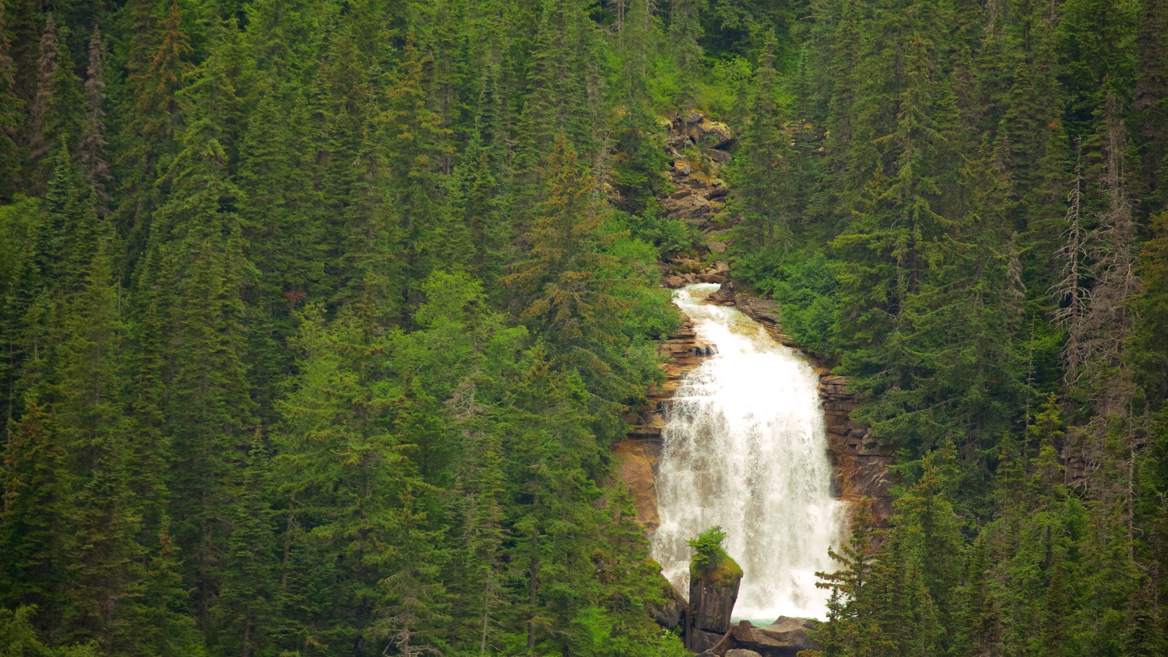 White Pass which includes a cascade, forest scenes and a river or creek