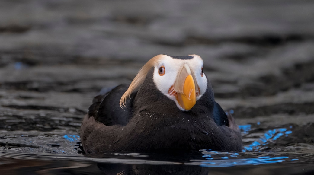 Horned Puffin, Alaska Sealife Center, Seward, Alaska
