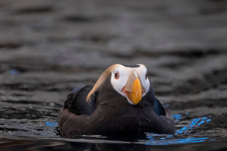 A puffin with a distinctive white and black plumage and a bright orange beak, floating on water.