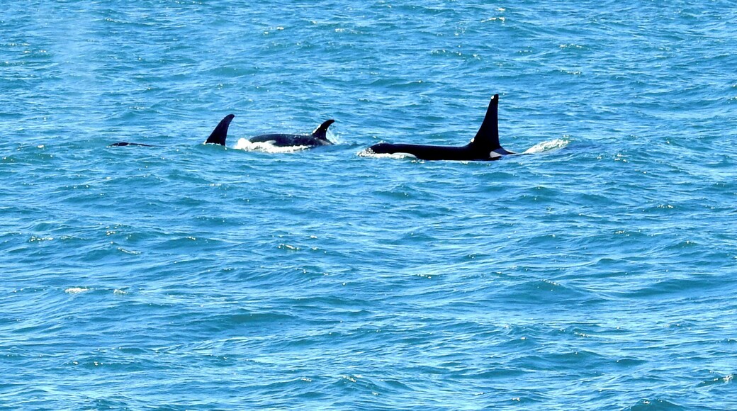 #BestOf5 - Orcas in the Kenai Fjord